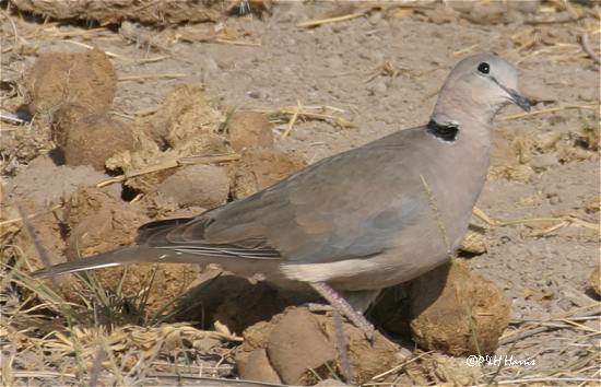 ringed dove